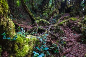Article image: Deforestation in Borneo: The Satellite Evidence